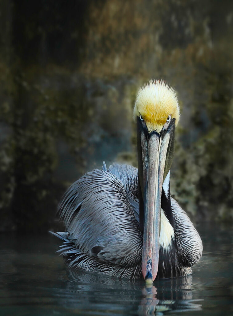 Birds Of The Gulf Coast - aileenharding